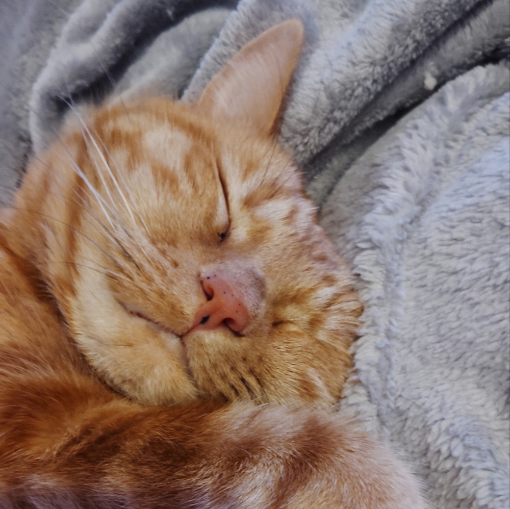 Meet your Posher, Roy